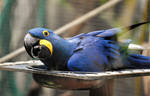 hyacinth Macaw by Gredinia