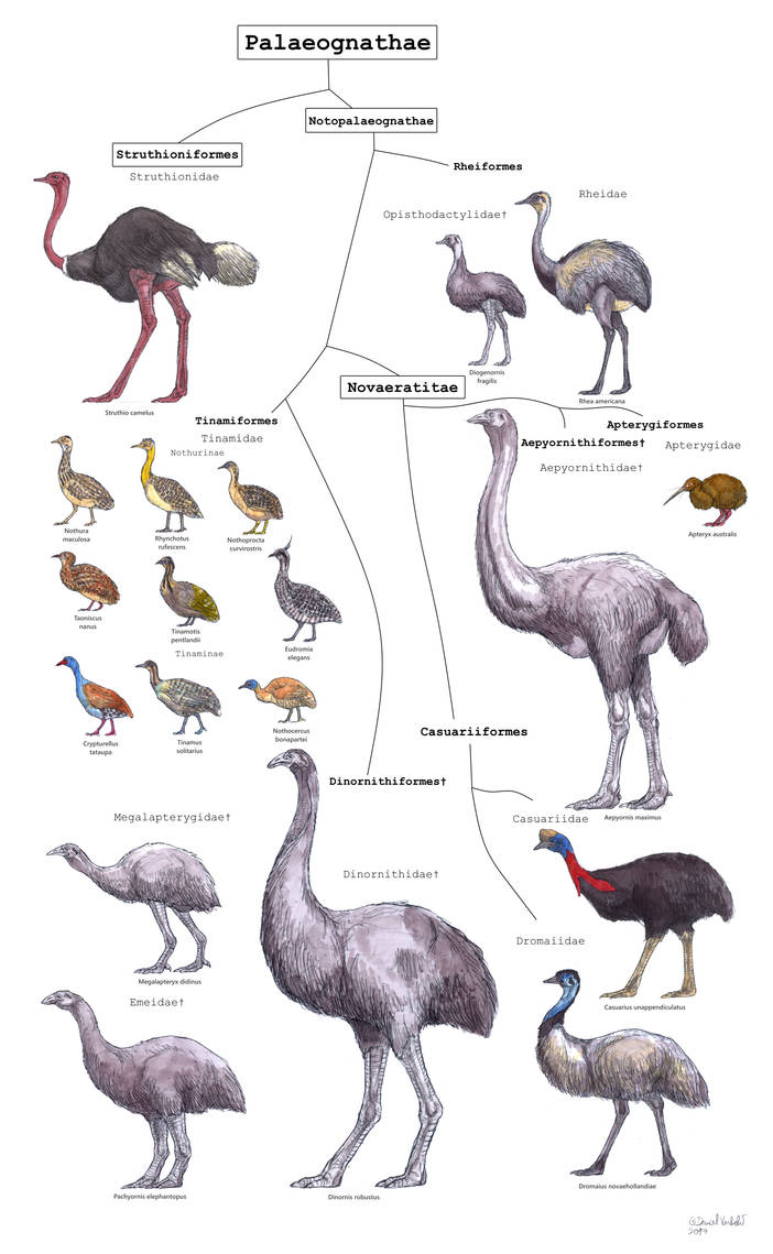 Bird cladistic : Paleognaths diversity by Gredinia on DeviantArt