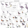 Bird cladistic : Paleognaths diversity by Gredinia on DeviantArt