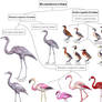 Bird cladistic : Mirandornithes diversity