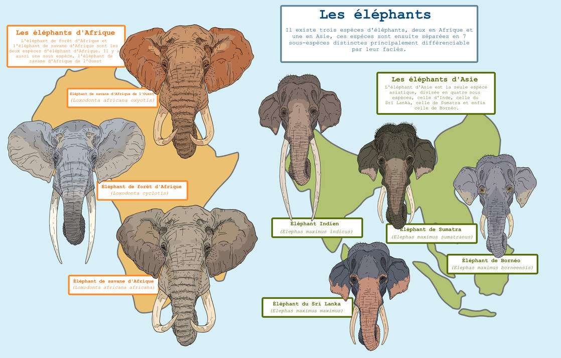 Elephant taxonomy by Gredinia on DeviantArt