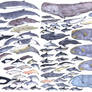 Whippomorpha 2 : Cetacea