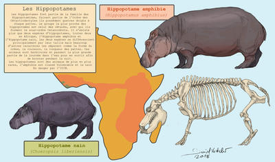 Whippomorpha 5 : Hippopotamidae