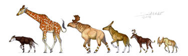 Ruminantia 3 : Climacoceratidae and Giraffidae