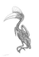 Bird anatomy studies by oxpecker on DeviantArt