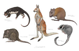 Marsupialia 5