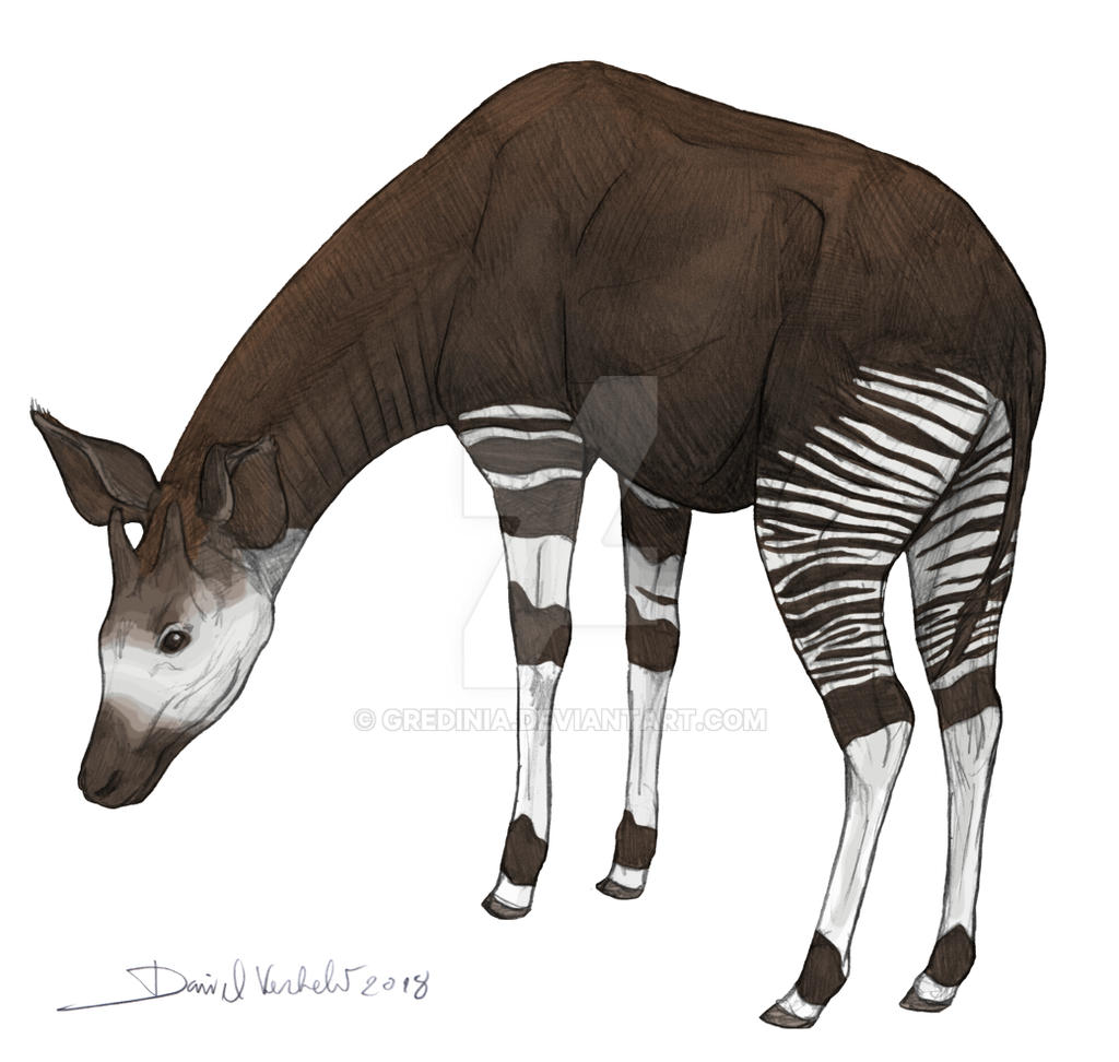 Okapi by Gredinia on DeviantArt