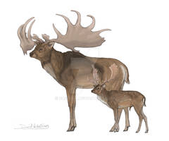 Fallow deer and Megaloceros