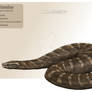 The titanoboa