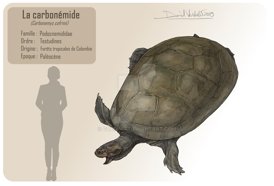 The carbonemys by Gredinia on DeviantArt