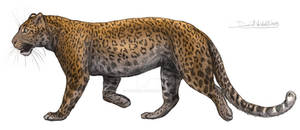 North chinese leopard