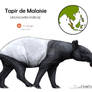 Malayan tapir