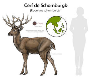 Schomburgk's deer