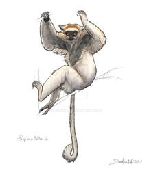 Golden-crowned sifaka