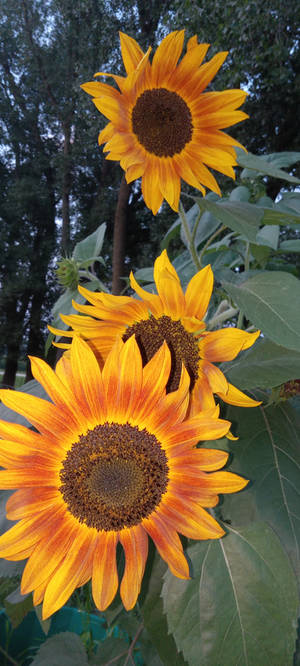 Sunflowers