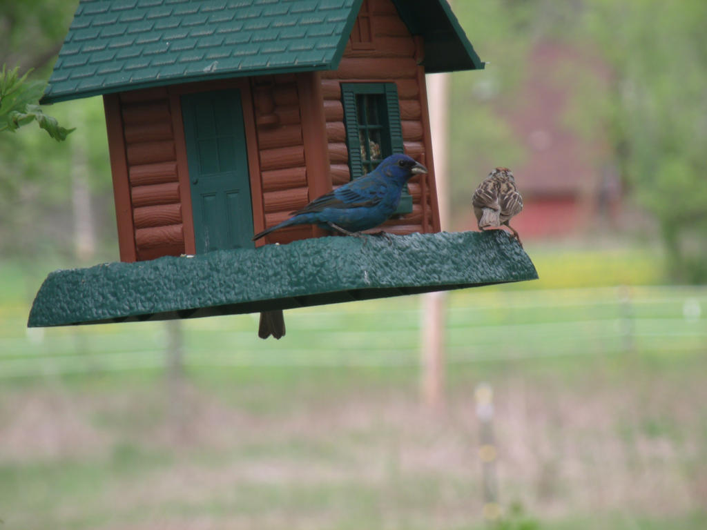 Indigo Bunting. (OC)