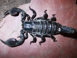 Troy-Scorpion