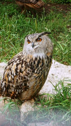 Owl-African Lion Safari