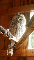 Hedwig-African Lion Safari