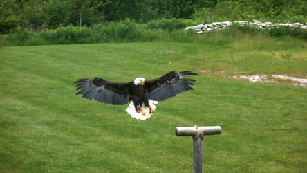 Bald Eagle-African Lion Safari