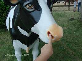 me pickin a cows nose