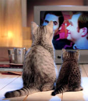 Cats love Klainebows too