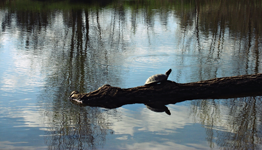 Turtle on a crocodile