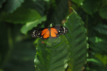 Pretty Wings