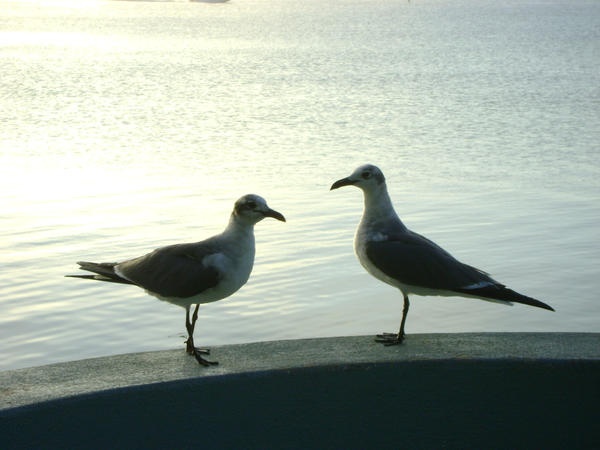 Seagulls 8