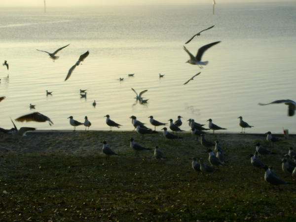 Seagulls 22