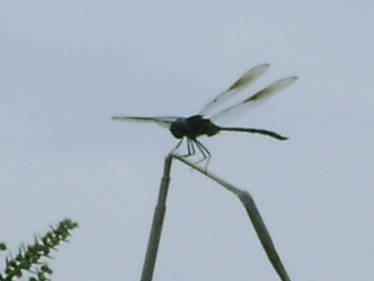 Black Dragonfly