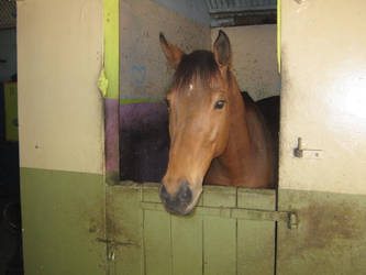 horse in stable 1