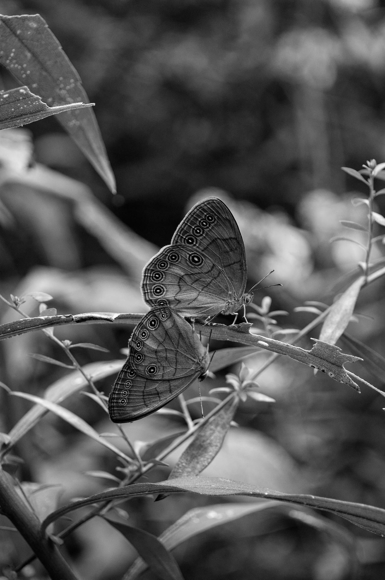 Monochrome Insects Moth Couple, Monochrome View 1 by acshurte on DeviantArt