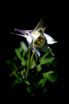 Night Garden 1, Columbine