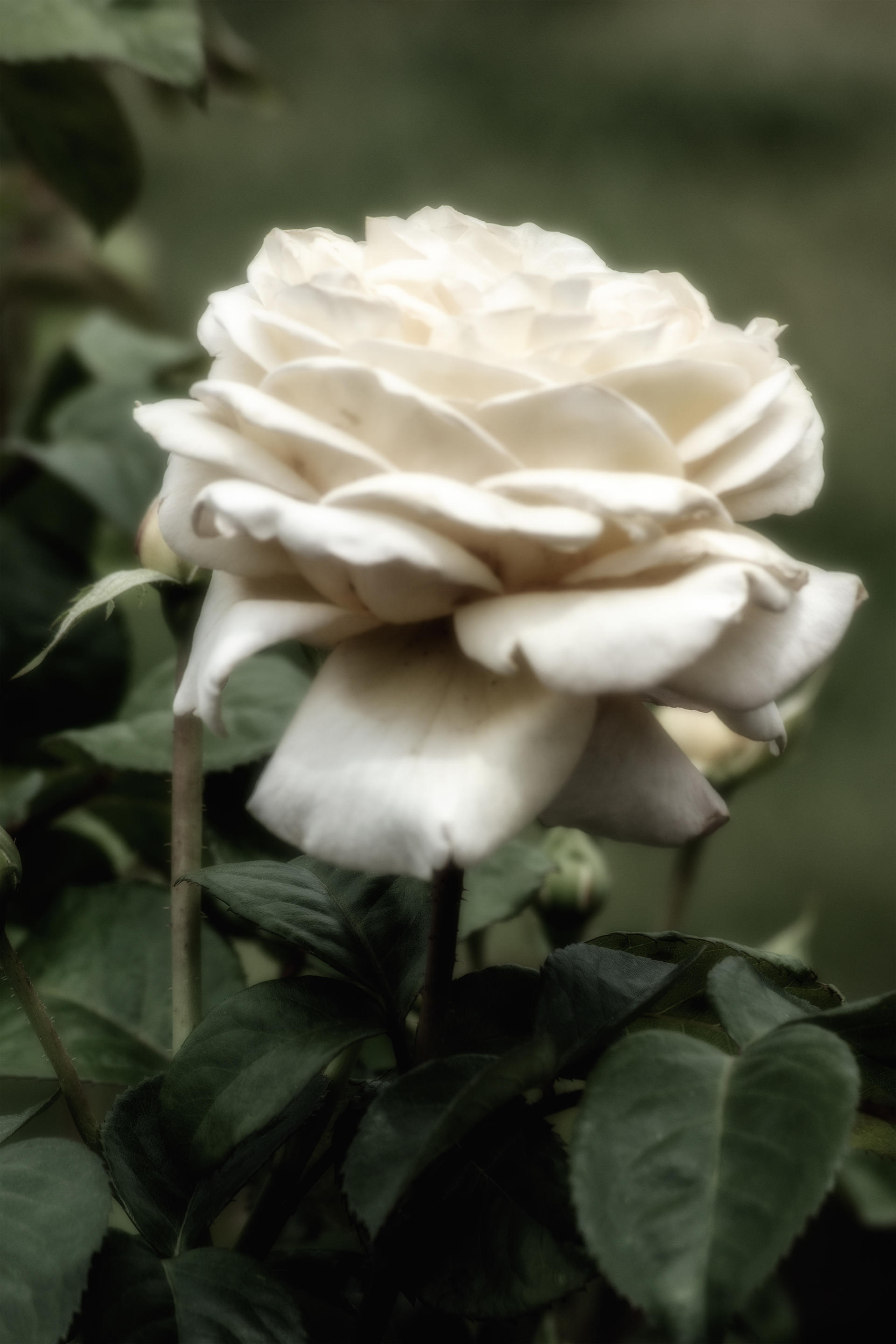 Soft White Rose by acshurte on DeviantArt