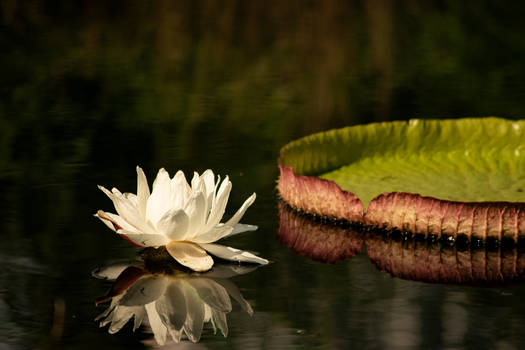 Lily and Lilypad
