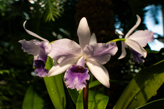 White and Purple Orchids