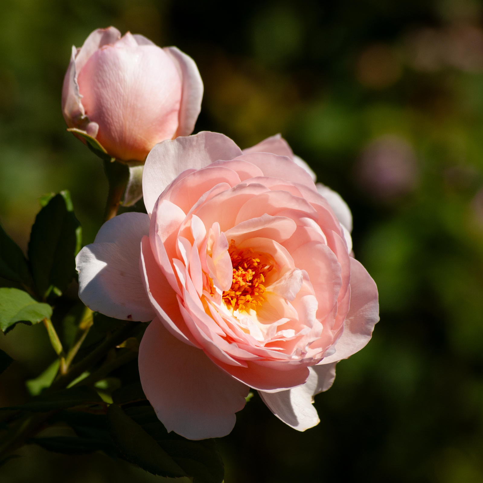 Pinkn Roses Pink Roses 2 by acshurte on DeviantArt
