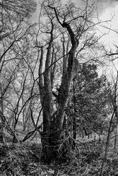 Fisheye Tree Portrait in B/W No. 5