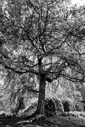 Weeping Winter Flowering Cherry 2 B/W