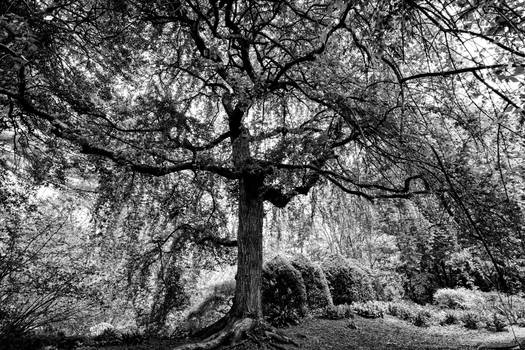 Weeping Winter Flowering Cherry 3 B/W