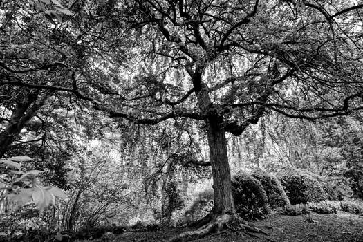 Weeping Winter Flowering Cherry 4 B/W