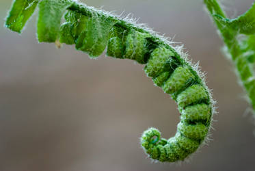 Furled Frond 7