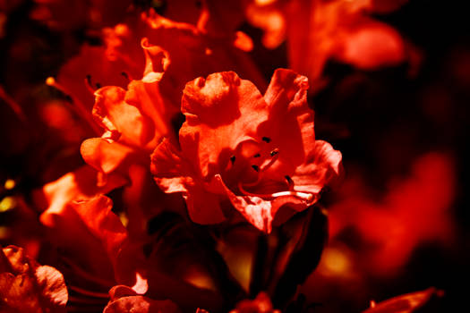 Floral Embers (Photomanipulation)