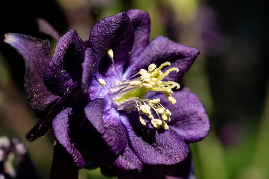 Small Purple Flower