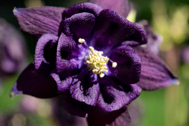 Small Purple Flower 2