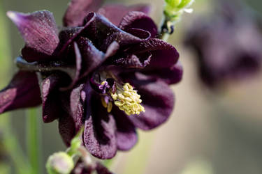 Small Purple Flower 3