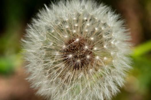 Dandelion Macro 2