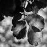 Tree Leaves/50mm (Z5)