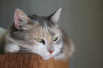 Cat IX by BBogomilov